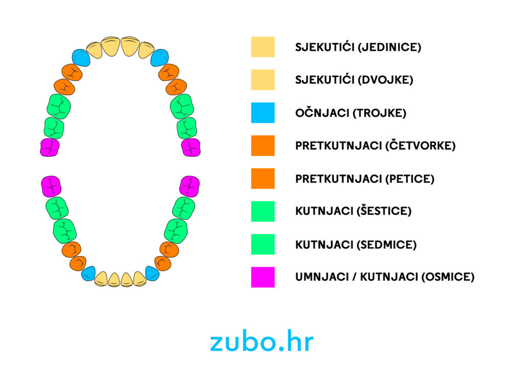 Popis zubi imena